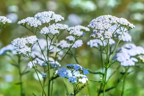 Weißblühende Schafgarbe auf einer Wiese. Foto: AdobeStock_ Starover Sibiriak