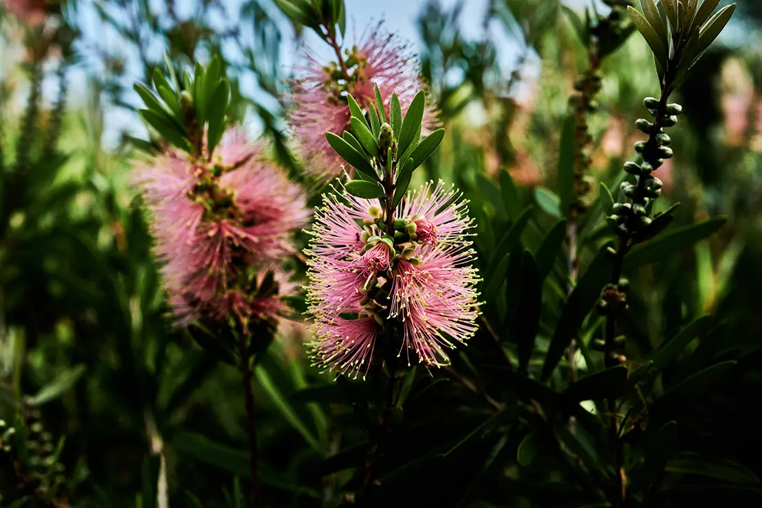 Pinkblühende Zylinderputzer-Sorte. Foto: AdobeStock_Graham