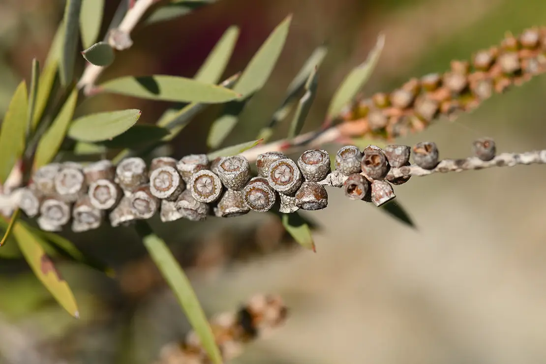 Fruchtstand des Zylinderputzers. Foto: AdobeStock_Pascal Cointe