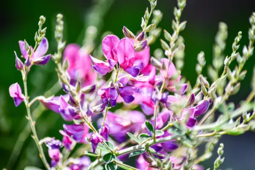 Purpurrosafarbene Blüten des Buschklees. Foto: AdobeStock_Bogey Yamamoto