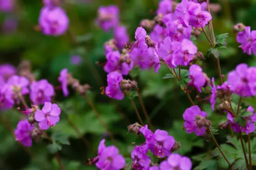 Blühender Balkan-Storchschnabel. Foto: AdobeStock_Flower_Garden