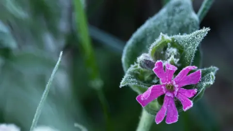 Nahaufnahme der Blüte einer Roten Lichtnelke von Frost überzogen.