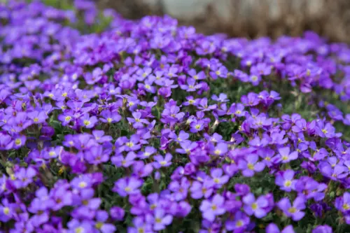 Kleine blaue Blüten am Blaukissen. Foto: AdobeStock_hugin1