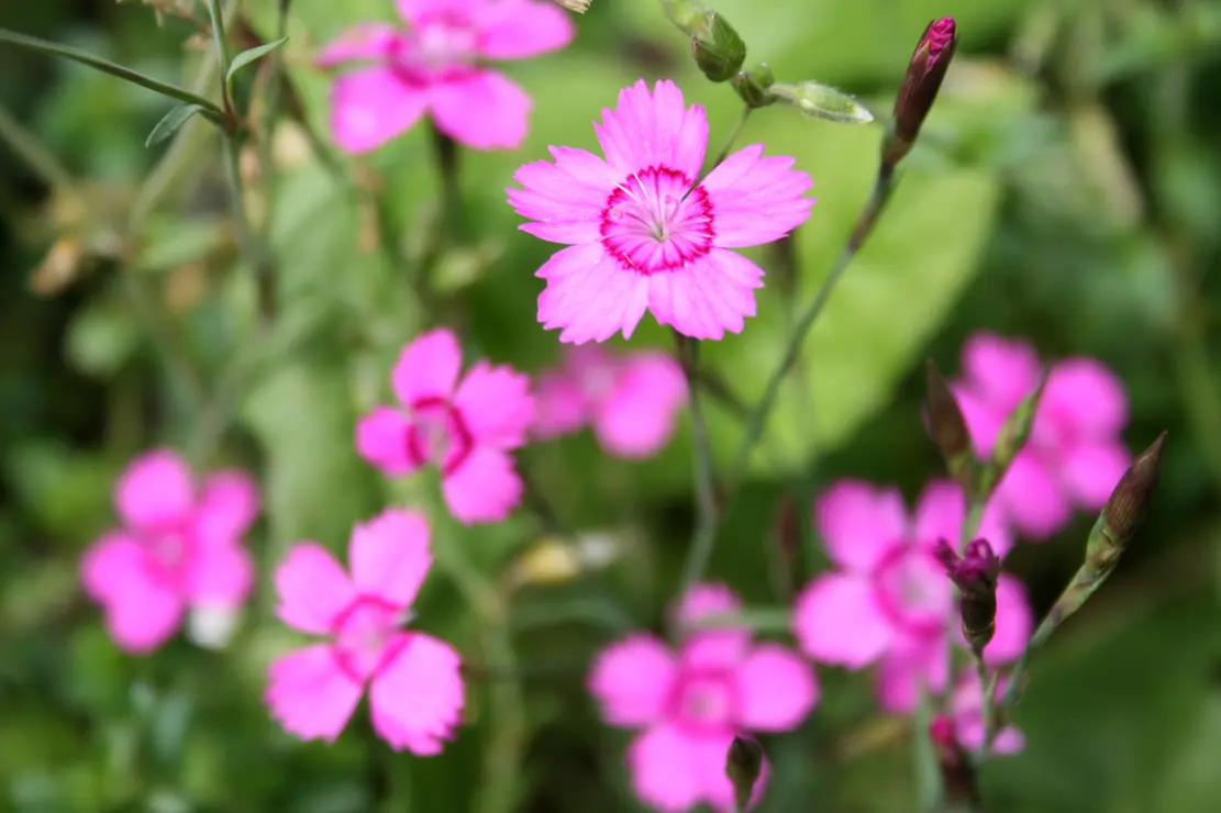 Nelken. Foto: AdobeStock_kazakovmaksim]