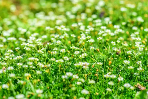 Nahaufnahme eines blühenden Sternmooses. Viele kleine weiße Blüten auf frischgrünen Stielen und zierlichen Blättern.