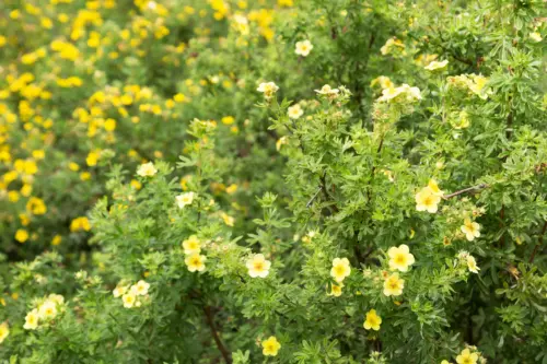 Zwei Fingersträucher von der Seite fotografiert. Links im Hintergrund dunkelgelbe Blüten. Rechts im Vordergrund hellgelbe Blüten. Foto: AdobeStock_Shchipkova Elena