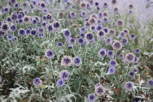 Viele blaue Kugeldisteln im Beet. Foto: AdobeStock_ClaraNila