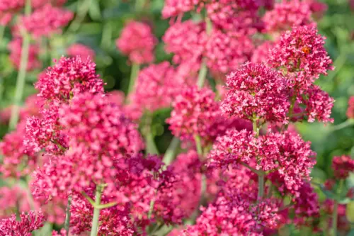 Blüten der Roten Spornblume. Foto: AdobeStock_M. Schuppich