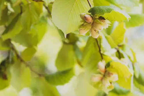 Haselnussstrauch mit reifen Früchten. Foto: AdobeStock_Marc