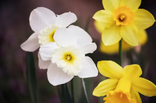 Weiße und Gelbe Narzissen in der Nahaufnahme. Foto: AdobeStock_Stephanie Frey