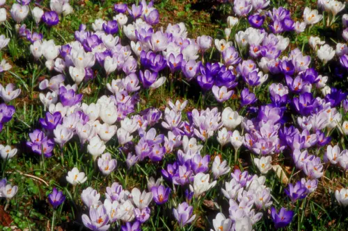 Violett- und weißblühende Krokusse wachsen auf einer Rasenfläche, von oben fotografiert. Foto: AdobeStock_WernerHilpert