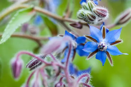 Eine Nahaufnahme einer blauen Borretsch-Blüte (Borago officinalis) mit feinen, behaarten Knospen und Stängeln. Eine sternförmige Blüte im rechten Bildteil hat leuchtend blaue Blütenblätter mit einem dunkleren Zentrum.