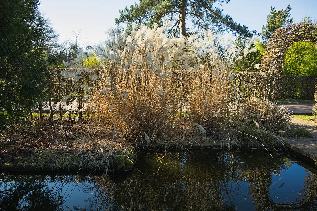 Das Bild zeigt eine Gruppe von Pampasgras (Cortaderia selloana) mit hohen, beigen Blütenwedeln am Rand eines Teiches. Die Pflanzen haben trockene, goldbraune Halme, die in der Sonne leuchten. Im Vordergrund spiegelt sich das Gras im ruhigen Wasser. Der Hintergrund zeigt einen Garten mit Bäumen, Hecken und einer mit Ranken bewachsenen Pergola unter klarem Himmel.