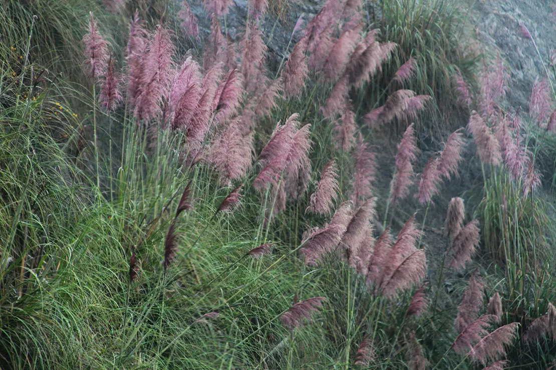 Das Bild zeigt eine Gruppe von Pampasgras (Cortaderia selloana) mit rosafarbenen, federartigen Blütenständen. Die Pflanzen wachsen dicht an einem Hang oder einer Böschung, umgeben von grünem Gras. Der Hintergrund ist leicht verschwommen.