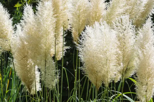 Das Bild zeigt eine Gruppe von Pampasgras (Cortaderia selloana) mit großen, cremeweißen, federartigen Blütenständen. Die langen, grünen Halme ragen nach oben, die cremeweißen Blüten leuchten im Sonnenlicht. Der Hintergrund ist dunkel und unscharf, wodurch das Pampasgras besonders hervorsticht.