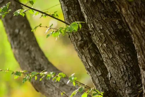 Stämme einer Hopfenbuche vor grünem Hintergrund. Foto: AdobeStock_ paolofusacchia