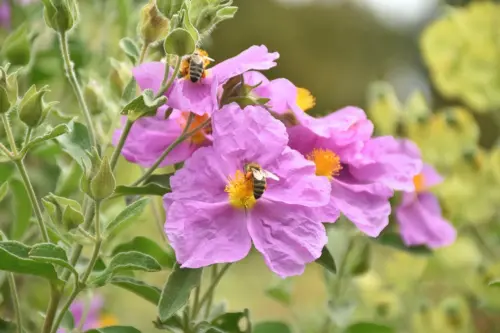 Zistrosenblüten mit Bienen