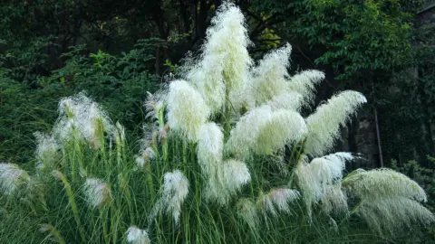 Pampasgras schneiden: Das Bild zeigt ein großes Pampasgras (Cortaderia selloana) mit dichten, cremeweißen, federartigen Blütenrispen. Die langen, schmalen grünen Blätter wachsen in dichten Büscheln. Im Hintergrund sind verschiedene grüne Sträucher und Bäume zu sehen.