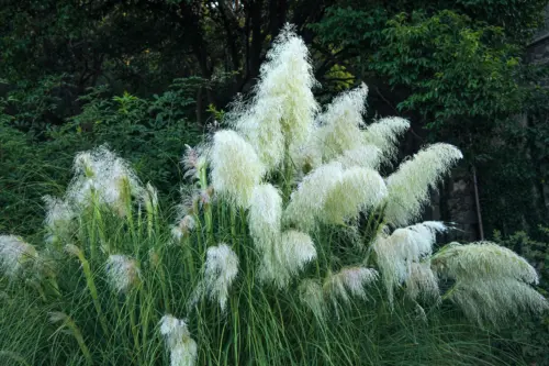 Pampasgras schneiden: Das Bild zeigt ein großes Pampasgras (Cortaderia selloana) mit dichten, cremeweißen, federartigen Blütenrispen. Die langen, schmalen grünen Blätter wachsen in dichten Büscheln. Im Hintergrund sind verschiedene grüne Sträucher und Bäume zu sehen.