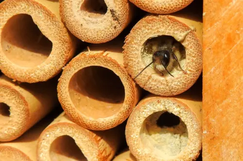 Insektenhotel mit Bambusstängeln, aus einem Bambusröhrchen in der oberen rechten Ecke schaut der Kopf einer Wildbiene hervor.