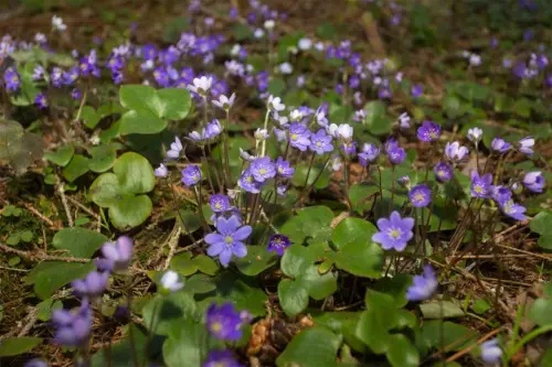 Ein Teppich aus violetten Leberbluemchen waechst auf einem Waldboden. [Foto: AdobeStock_Roman]