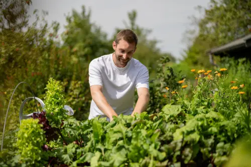 Mann macht Gartenarbeit an einem Hochbeet