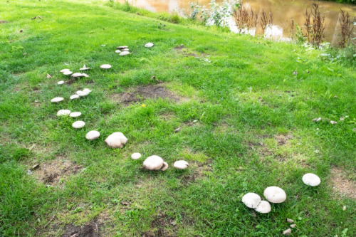 Hexenring Was Hat Es Damit Auf Sich Gartenflora