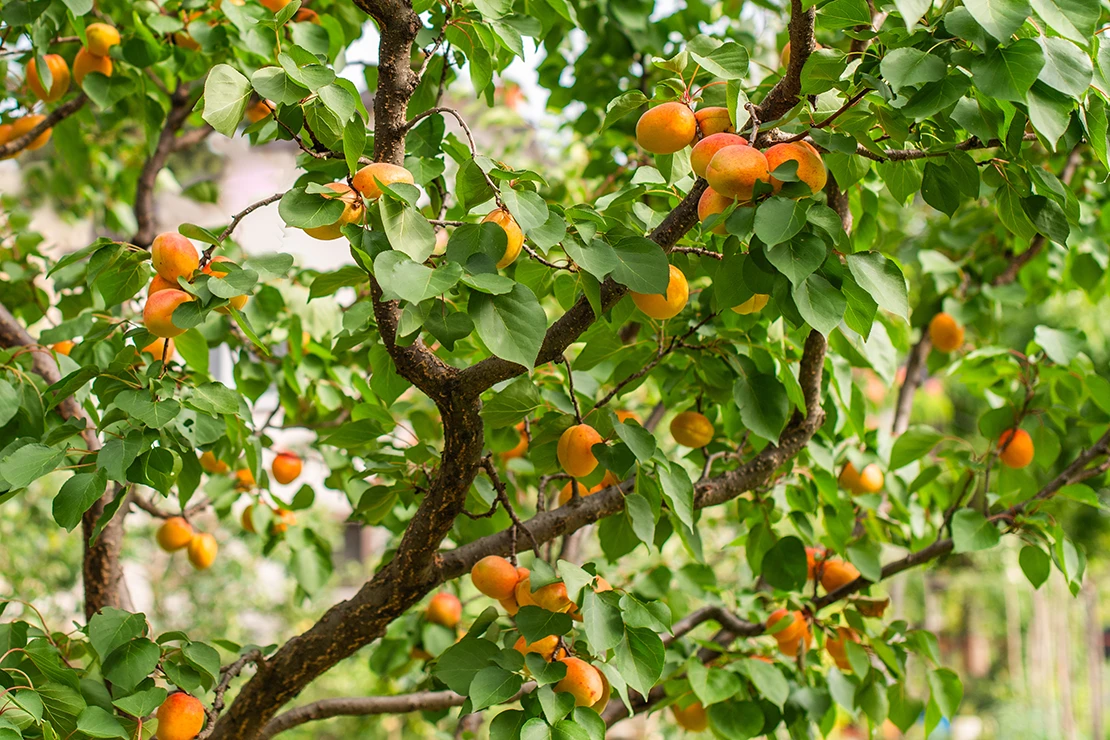 Zu sehen ist ein Aprikosenbaum, der mit vielen reifen, orangefarbenen Aprikosen behangen ist. Die Aprikosen sind gleichmäßig verteilt und heben sich vom grünen Laub ab. [Foto: AdobeStock_Dusan Kostic]