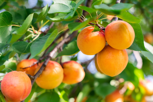 Das Bild zeigt mehrere reife Aprikosen, die an einem Baum hängen, umgeben von grünen Blättern. Die Früchte haben eine leuchtend orange Farbe, einige mit leicht rötlichen Stellen. [Foto: AdobeStock_Dusan Kostic]