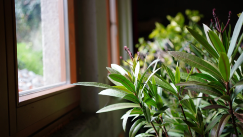 Kübelpflanzen überwintern: Ein Oleander im Winterquartier, links ein Fenster. Foto: AdobeStock_Thomas