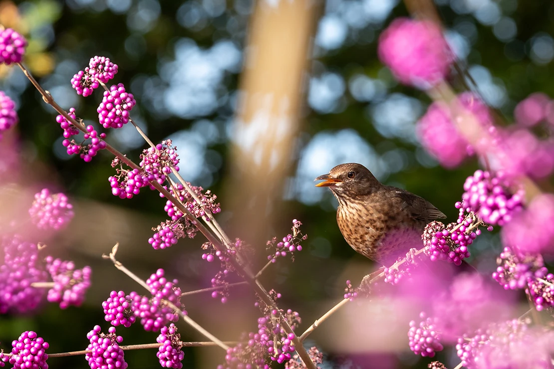 Ein brauner Vogel mit geflecktem Muster auf der Brust sitzt auf einem Ast eines Liebesperlenstrauchs mit leuchtend violetten Beeren, umgeben von unscharfen rosa und violetten Beeren im Vorder- und Hintergrund. [Foto: AdobeStock_Lois GoBe]