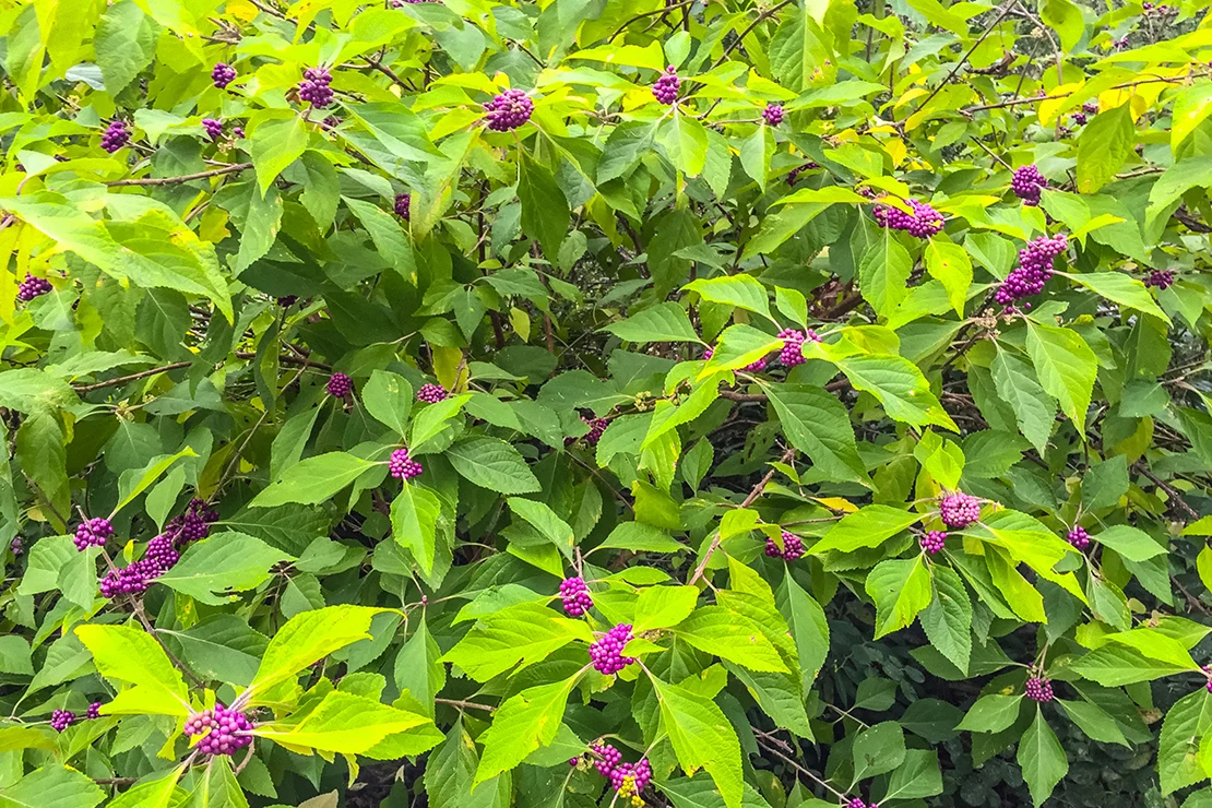 Zu sehen ist ein Liebesperlenstrauch mit leuchtend grünen Blättern und zahlreichen auffälligen violetten Beeren, die in kleinen Büscheln an den Zweigen wachsen. [Foto: AdobeStock_Jaimie Tuch]