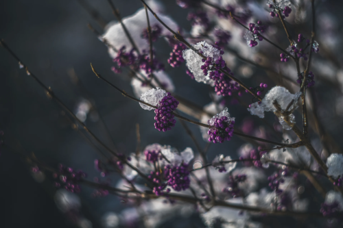 Das Bild zeigt Zweige des Liebesperlenstrauchs mit leuchtend violetten Beeren, die teilweise von Schnee oder Eis bedeckt sind. [Foto: AdobeStock_Marc Andreu]