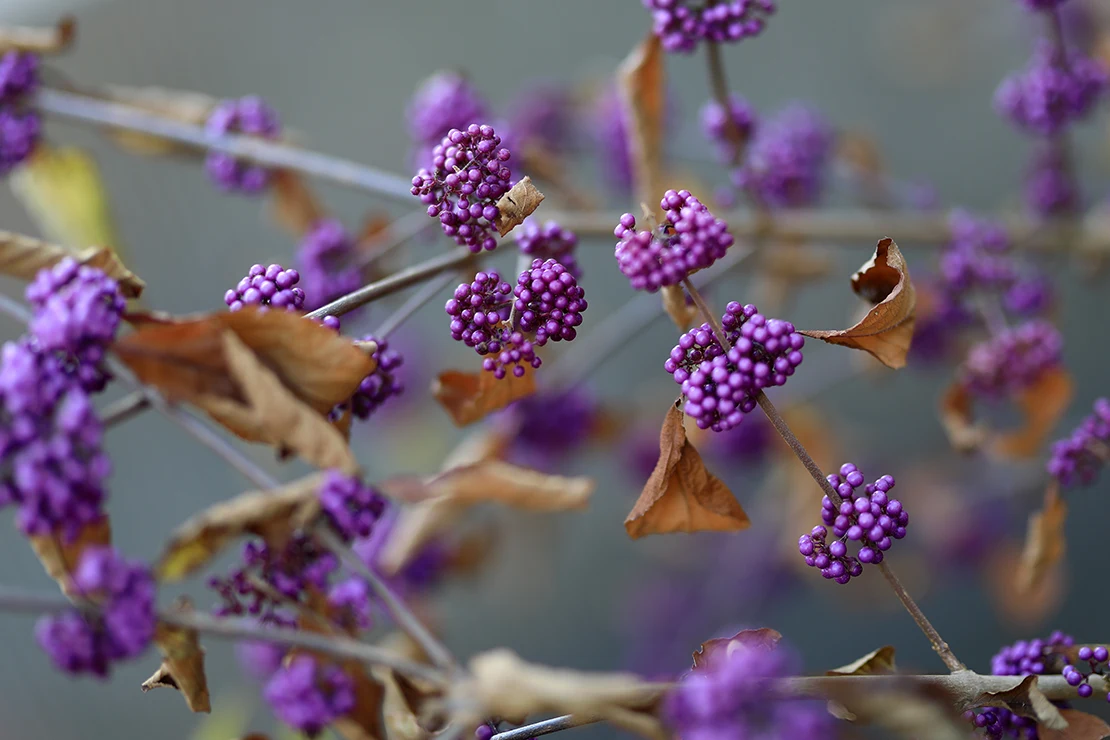 Nahaufnahme von Zweigen eines Liebesperlenstrauchs mit leuchtend violetten Beeren, die in dichten Büscheln wachsen. Die umliegenden Blätter sind braun und trocken, der Hintergrund ist unscharf, wodurch die Beeren und Zweige im Vordergrund hervorgehoben werden. [Foto: AdobeStock_macrossphoto]