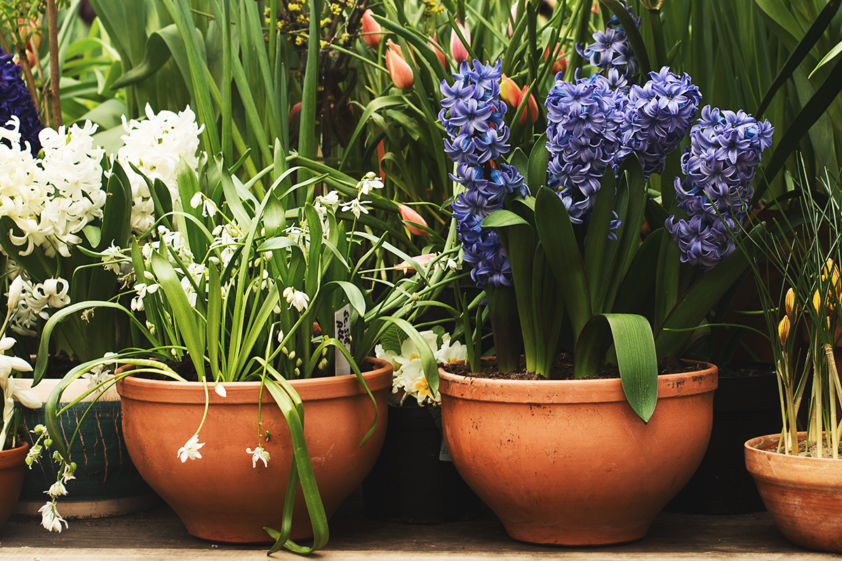 Garten im Februar Antjes Tagebuch GartenFlora