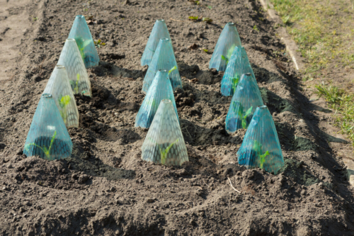 Pflanzen Schützen Vor Frost