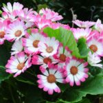 Blüten der Aschenblume