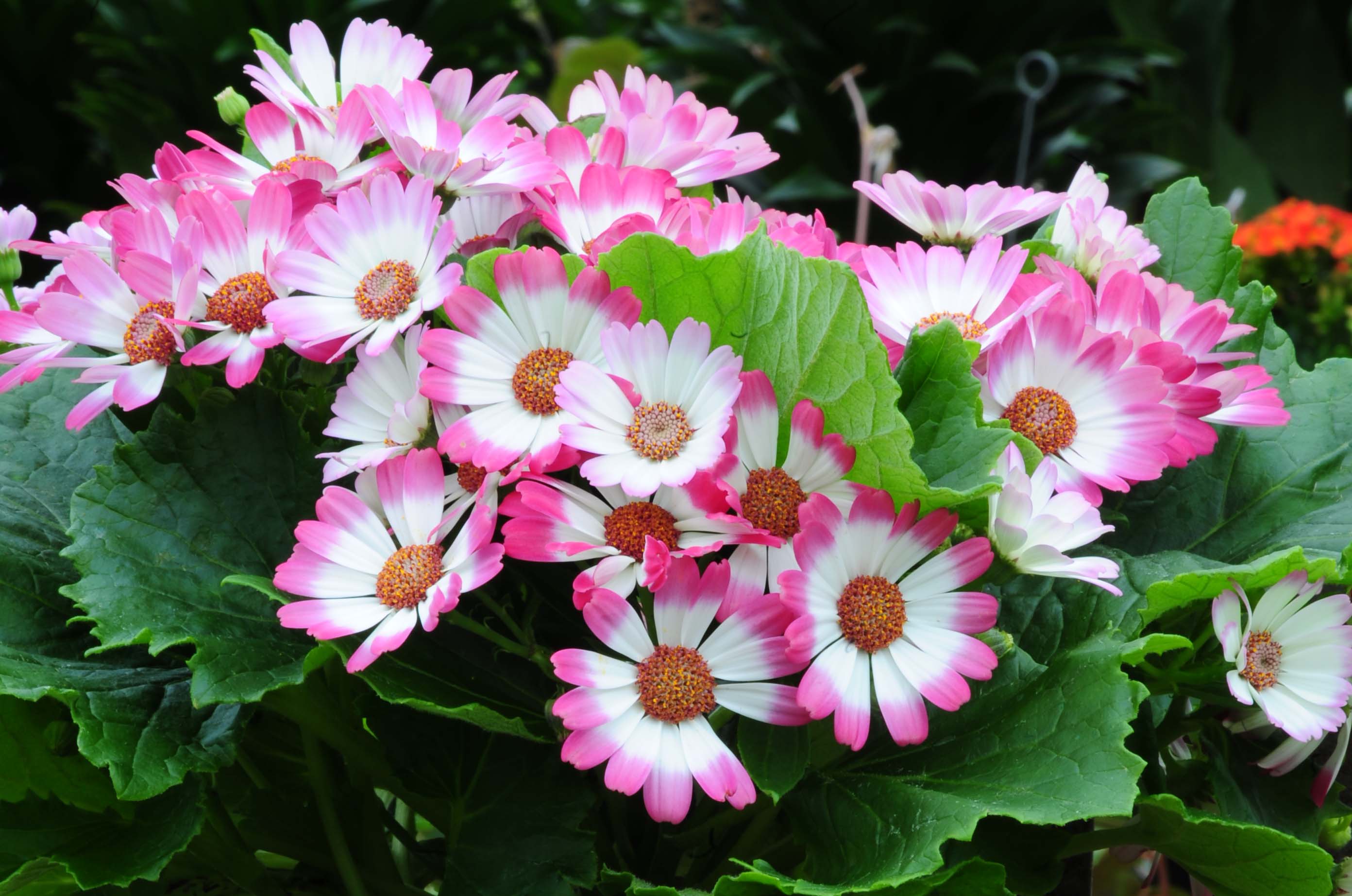 Die Aschenblume im Pflanzenporträit GartenFlora