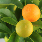 Kumquat-Pflanze