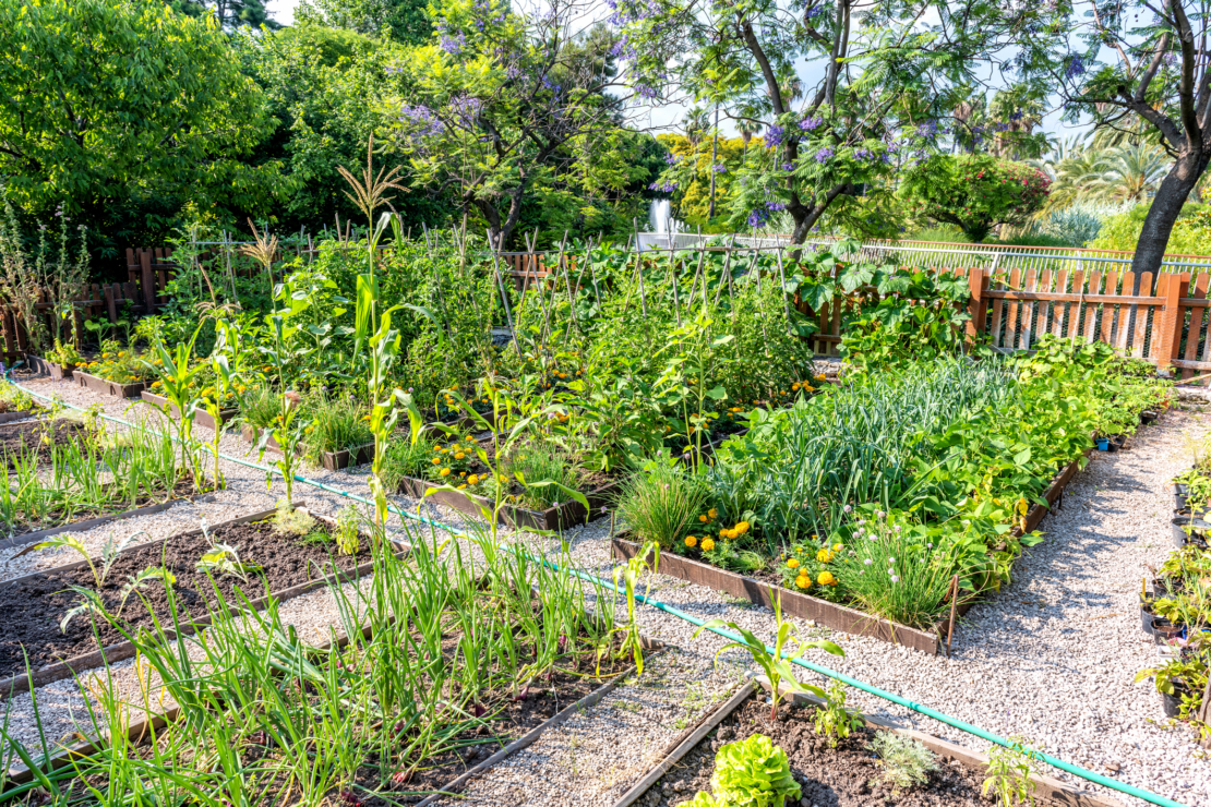 Gemüsegarten im Winter planen | GartenFlora