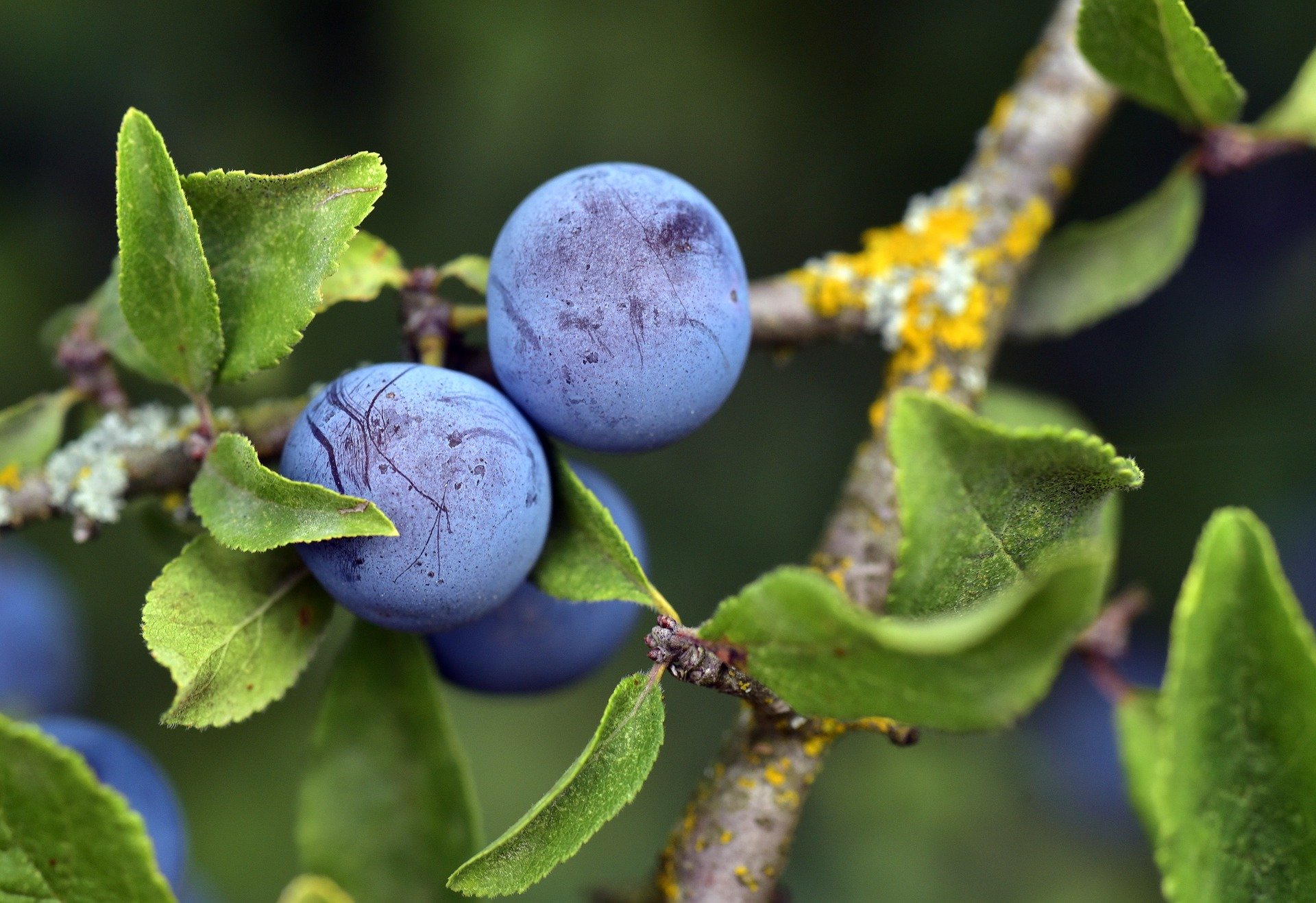 Торн ягода. Терн (Prunus spinosa). Слива колючая Терн. Тернослива гордость Сибири. Торн ягода синяя.