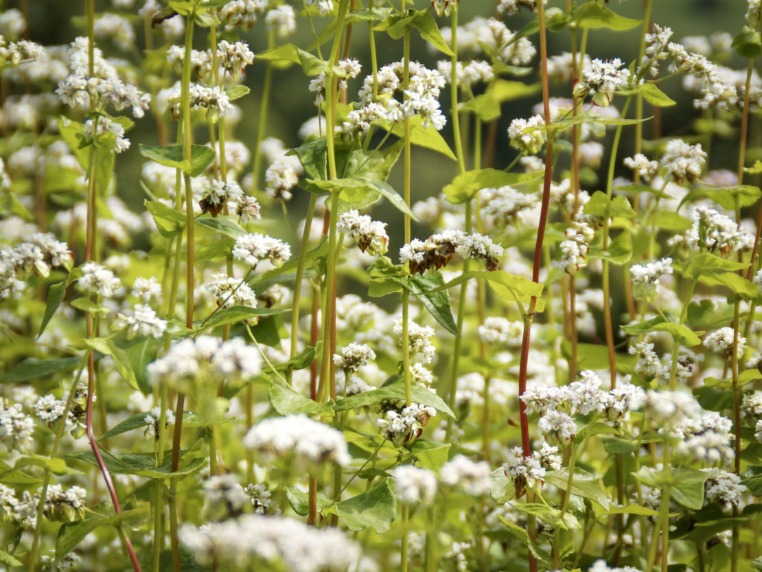 Buchweizen als Gründünger GartenFlora