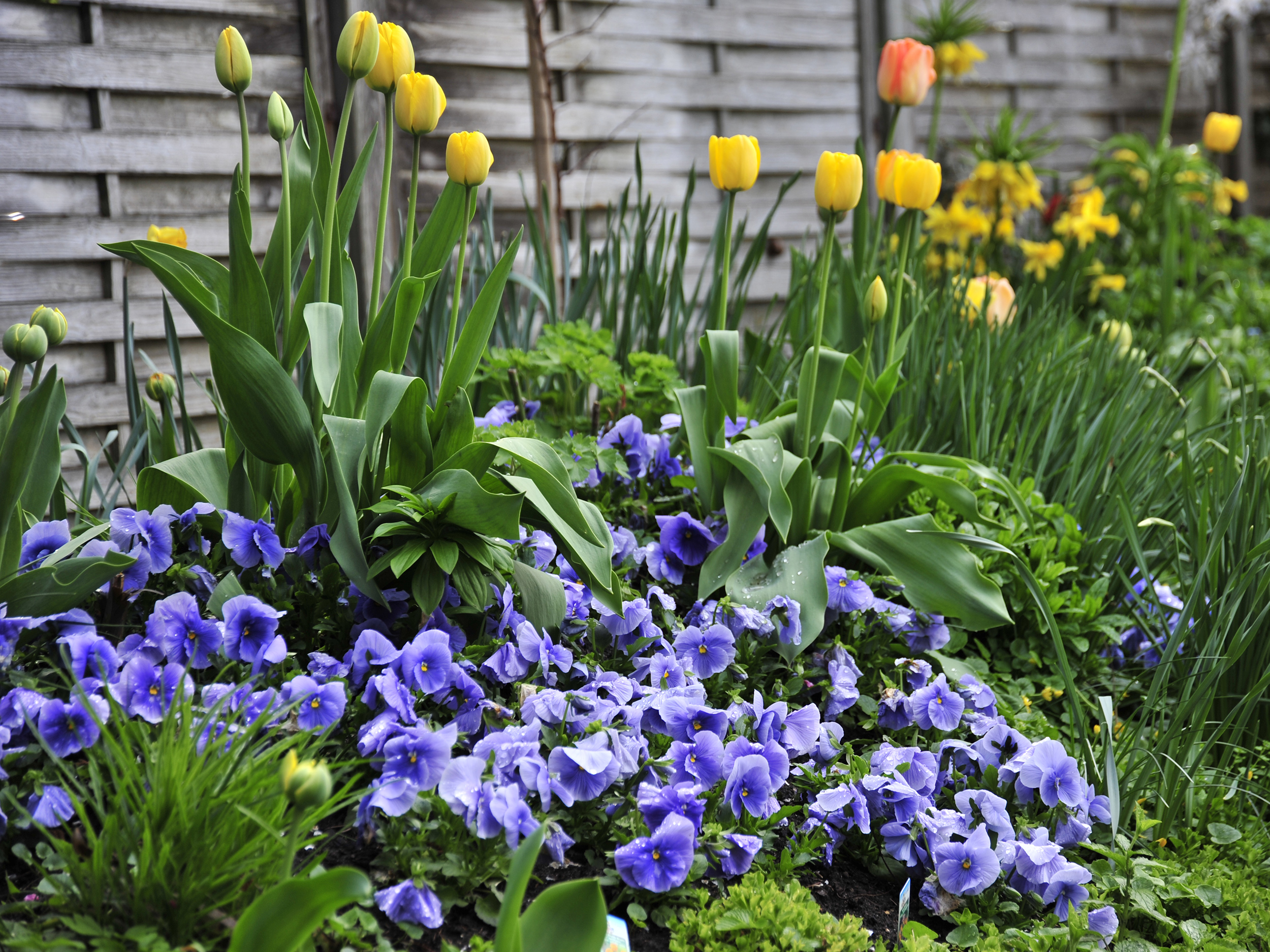 Antjes Tagebuch Garten im März GartenFlora