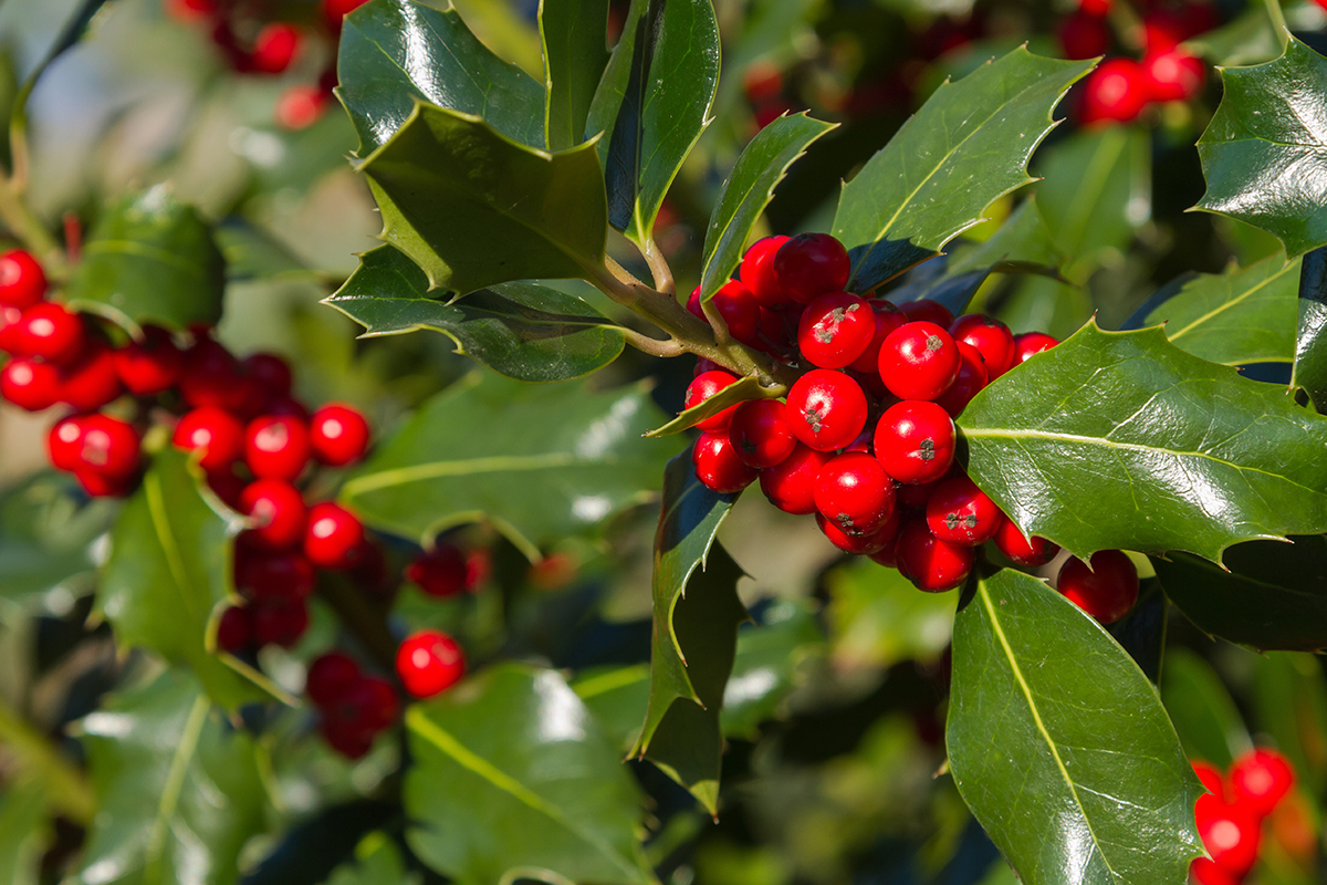 Stechpalme: Ilex ist wertvoll für Mensch und Tier  GartenFlora