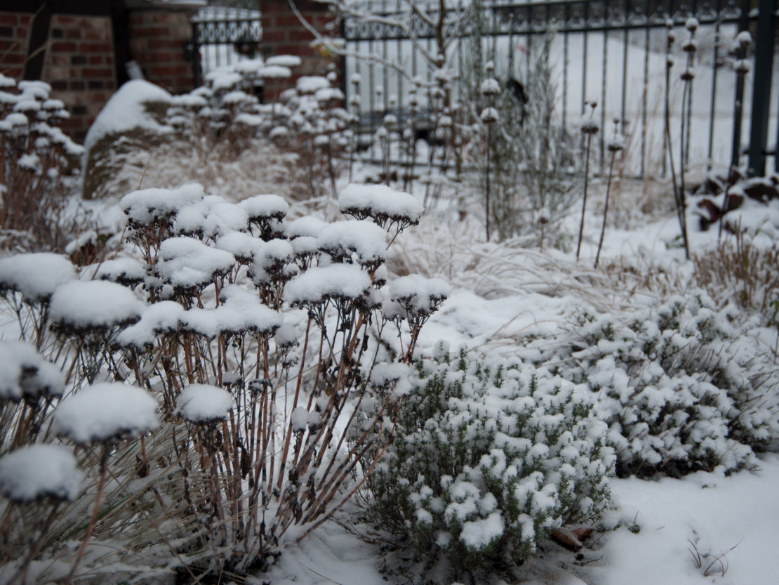 Garten im Januar Was tun mit Zierpflanzen? GartenFlora