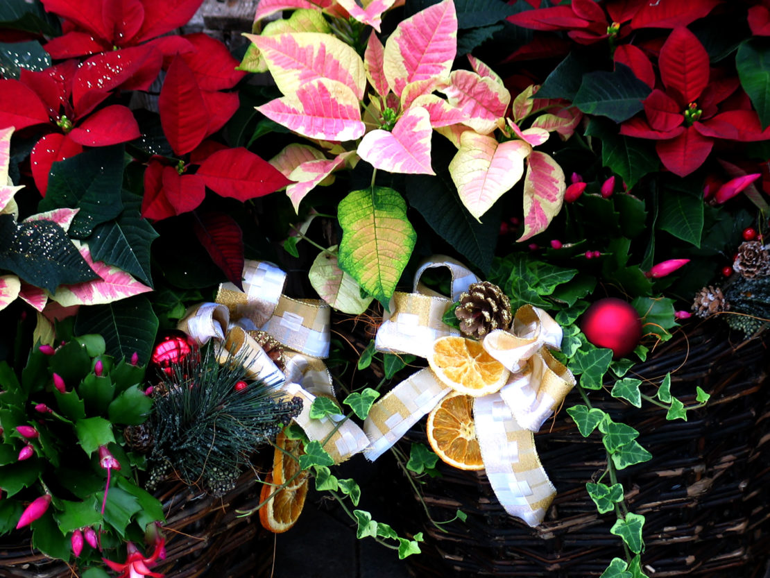 Weihnachtsblumen für den Zimmergärtner GartenFlora