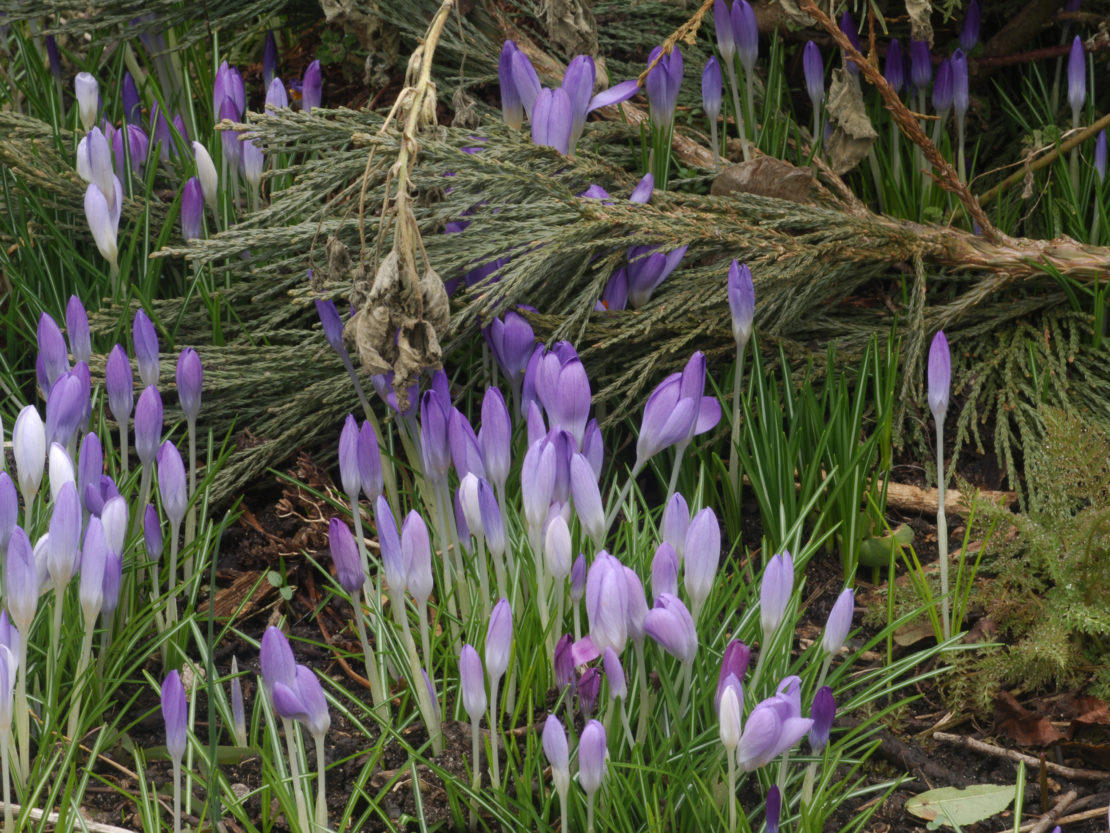 Tipps für den Garten im Februar | GartenFlora