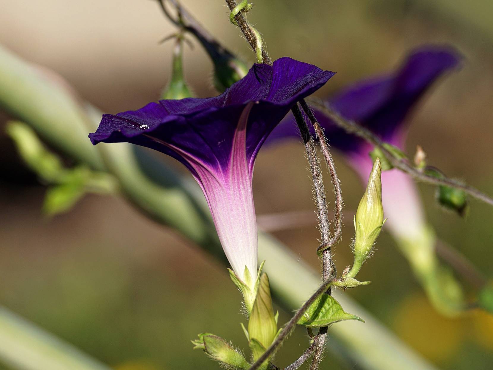 Einjährige Kletterpflanzen GartenFlora