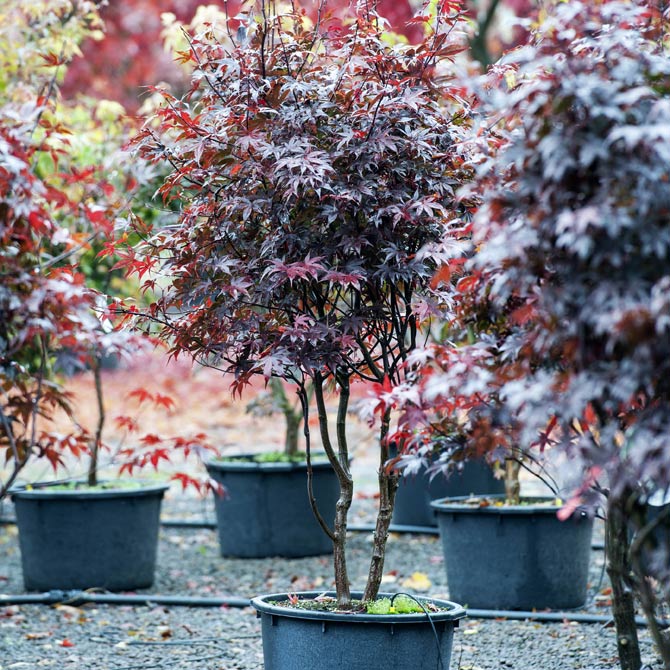 Wann Pflanzt Man Baeume Im Garten