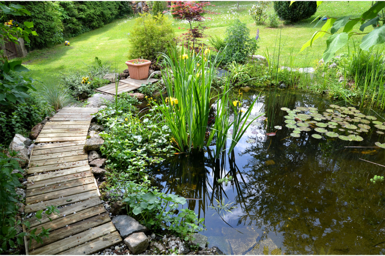 Naturteich Leben und Abwechslung im Garten GartenFlora